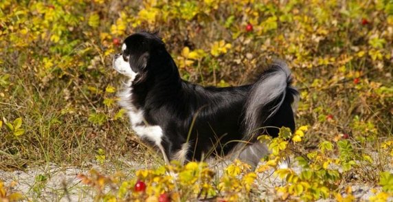 Tibetansk Spaniel - hundesprog og dæmpede signaler