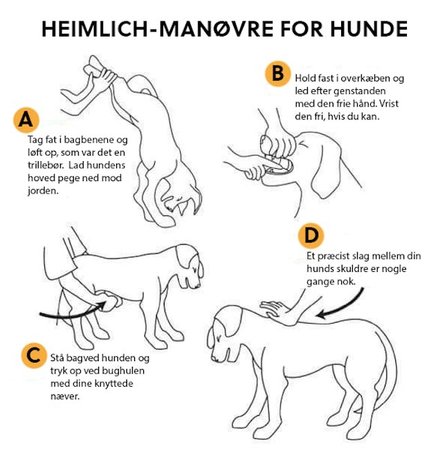Heimlich-manøvren for hunde