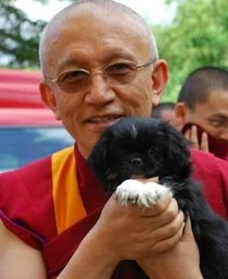 Tibetansk Spaniel spirituelle ledsagere i tibetanske klostre